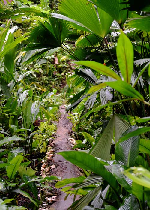 Dschungel Panama